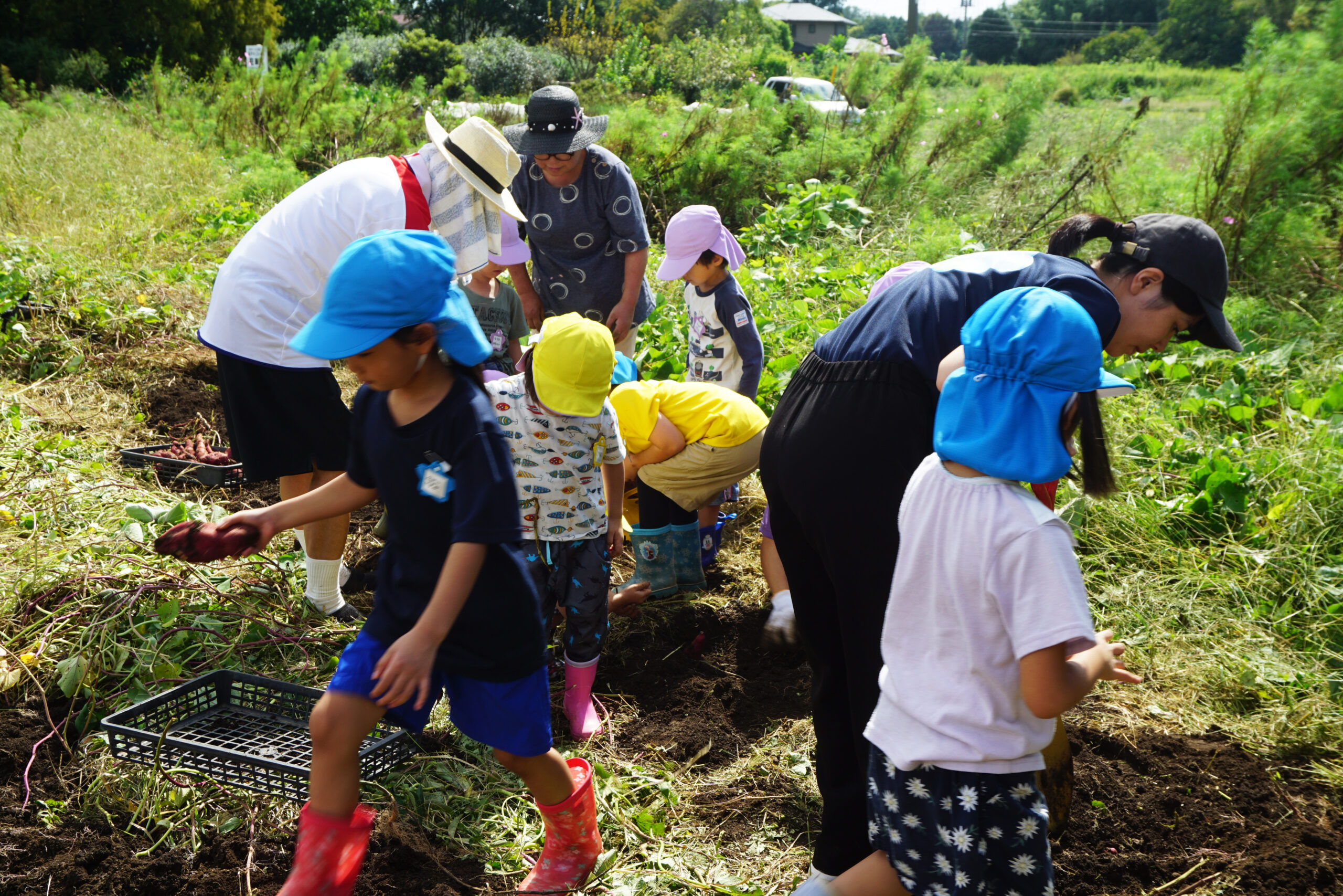 こども農園で芋ほりを楽しむ幼稚園児と先生
